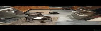 Mixed Breed Puppy 1