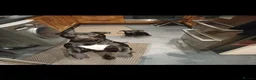 Mixed Breed dogs for sale: American staffordshire cross english bull terrier - Advert 2