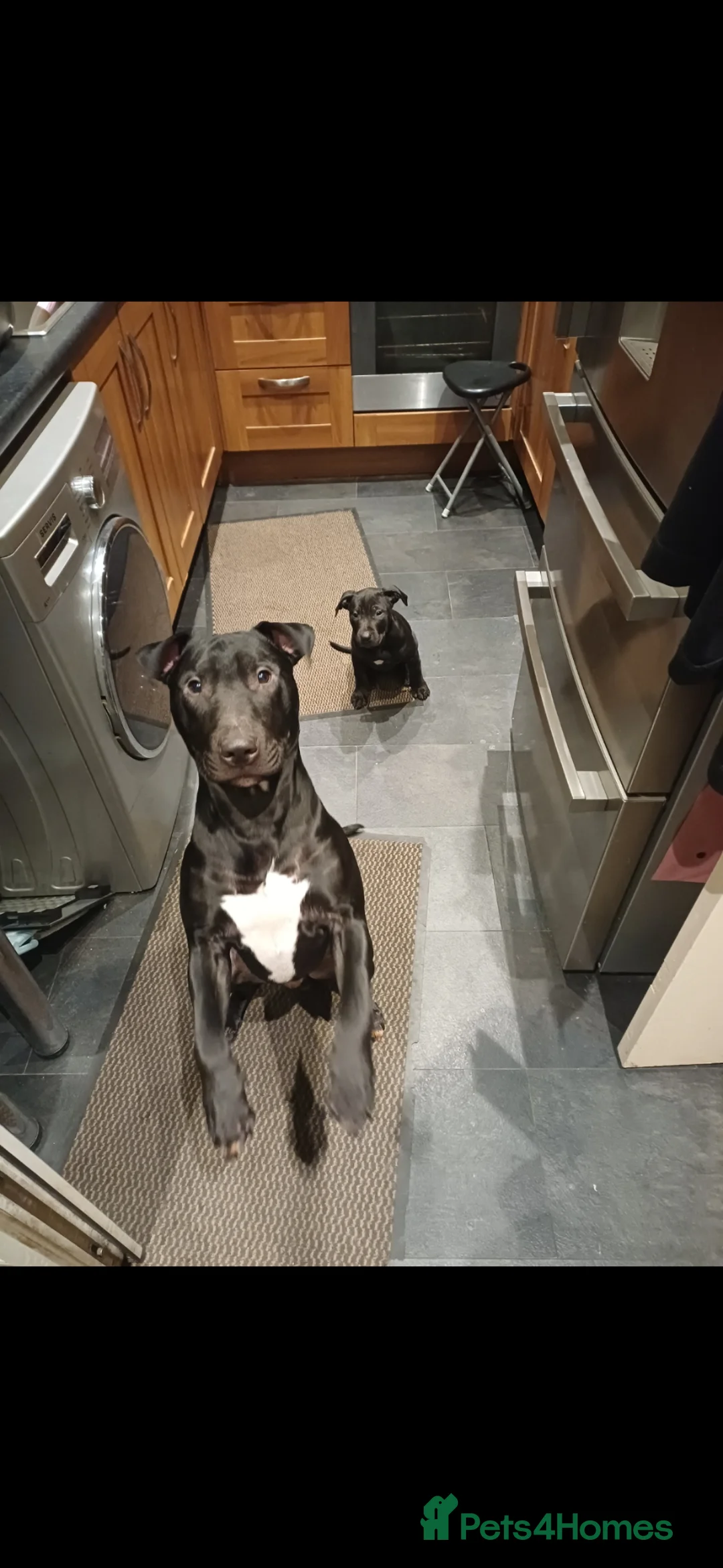 Mixed Breed dogs for sale: American staffordshire cross english bull terrier - Advert 2