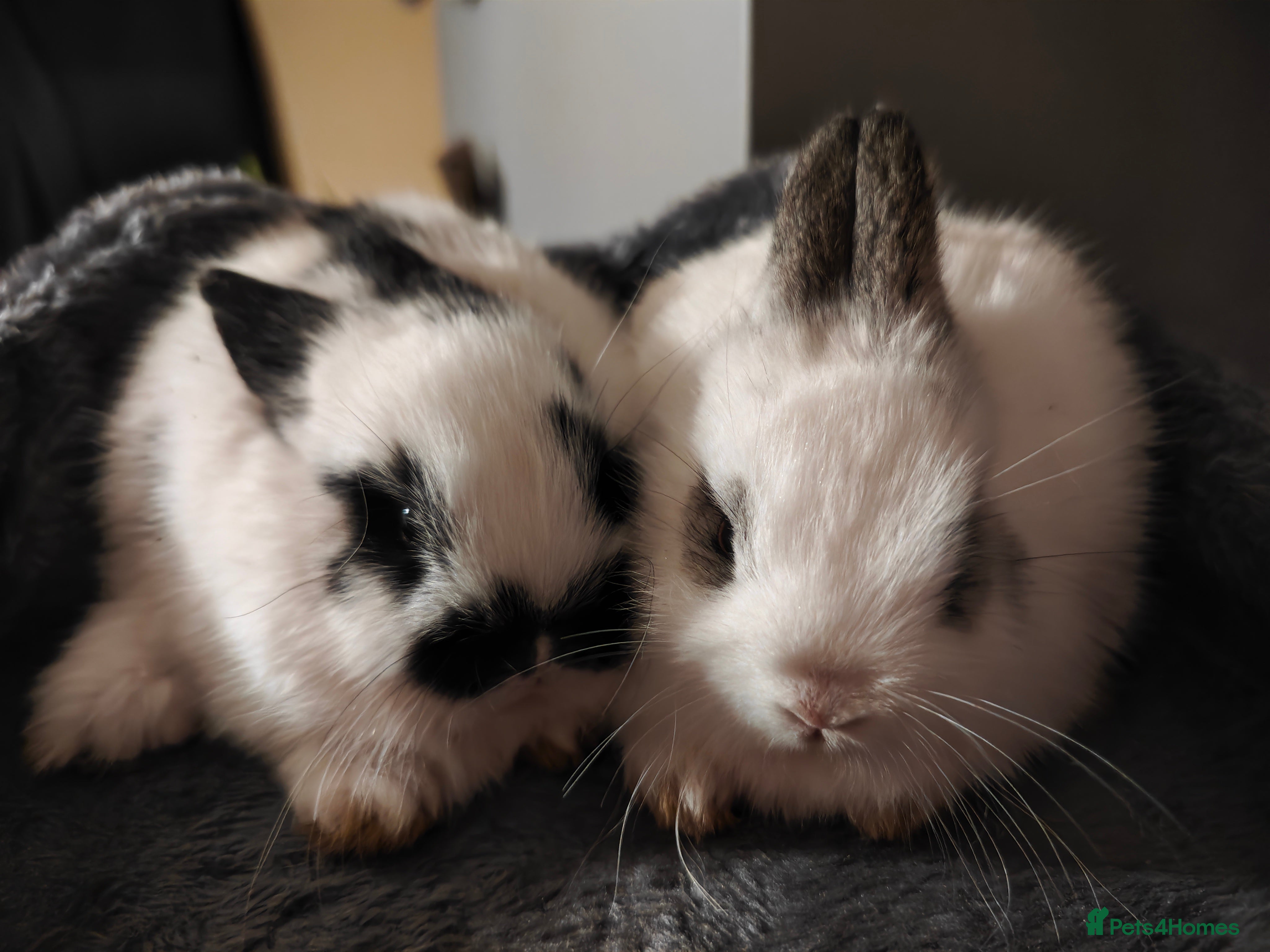 Mini Lop rabbits minilops  - Advert 1