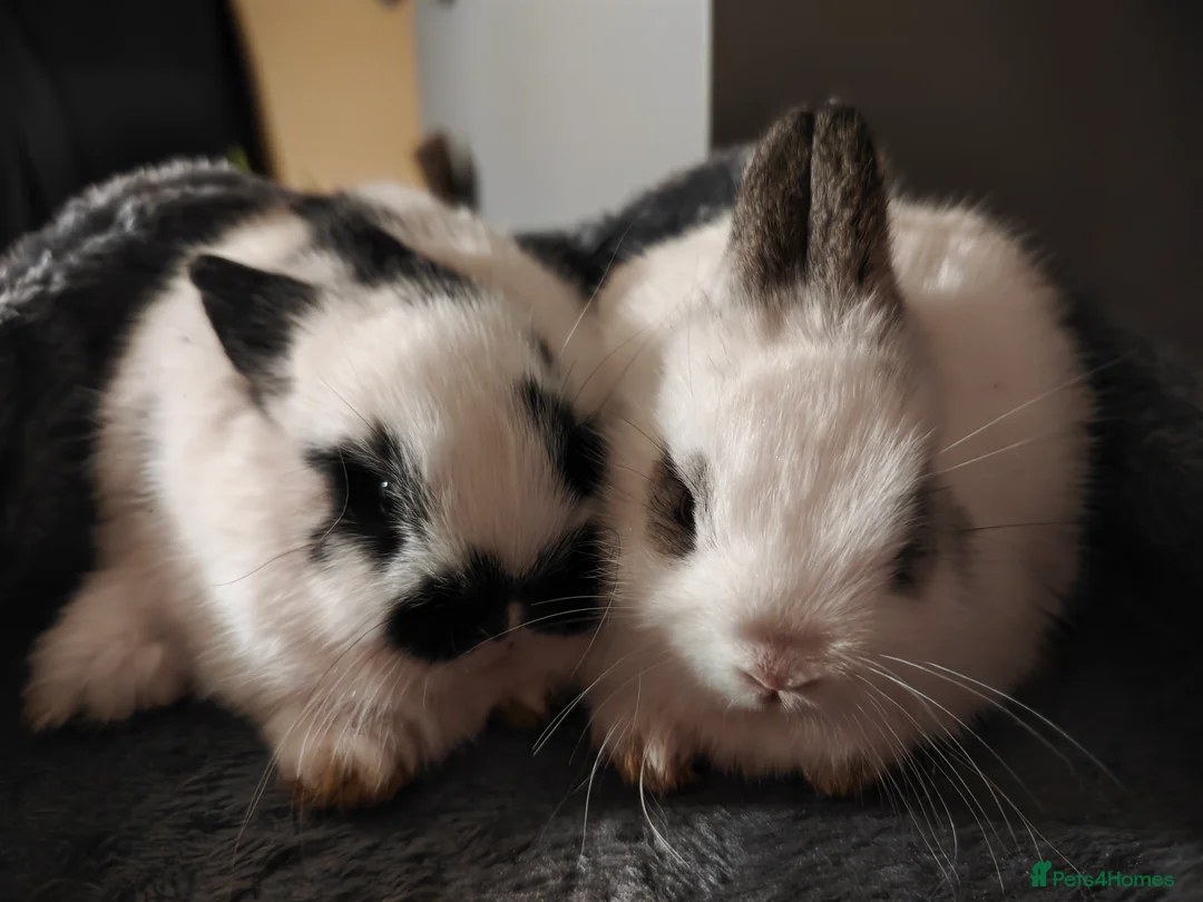 Mini Lop rabbits for sale: minilops  - Advert 1