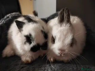 Mini Lop rabbits minilops - Advert 1