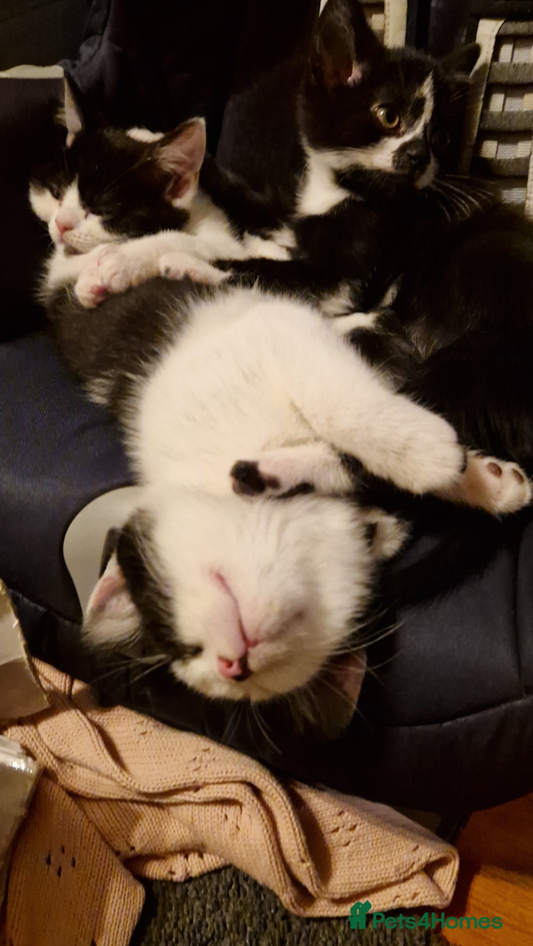 British Shorthair cats for sale: British shorthair mix looking for new home - Advert 16