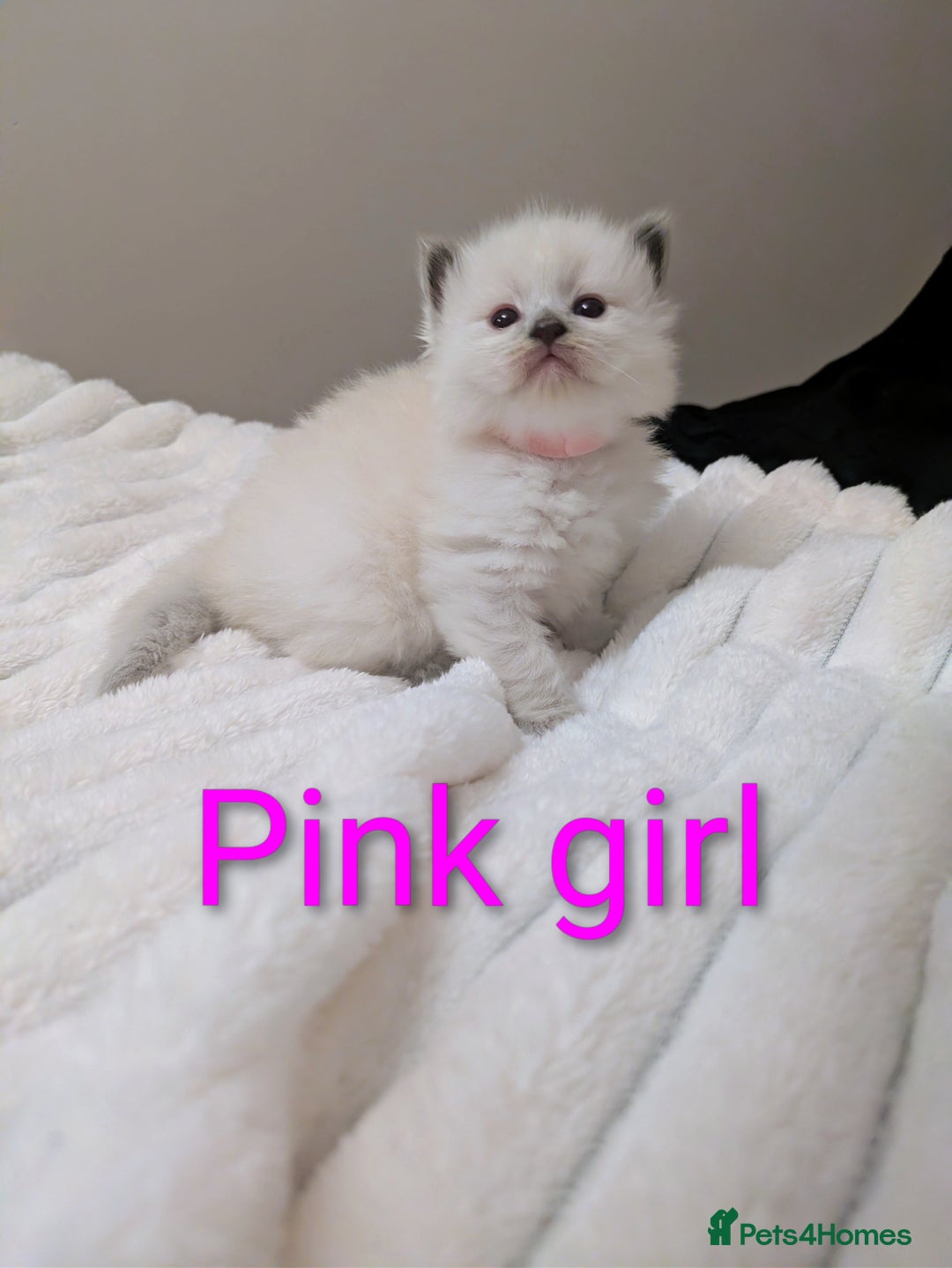 Ragdoll cats for sale: 5 beautiful kittens pure Ragdoll  - Advert 11