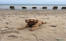 Cockapoo dogs for stud: Red Cockapoo Stud - Image 1