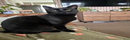 Mixed Breed cats for sale: 4 Beautiful Kittens Looking for Loving Homes - Advert 3