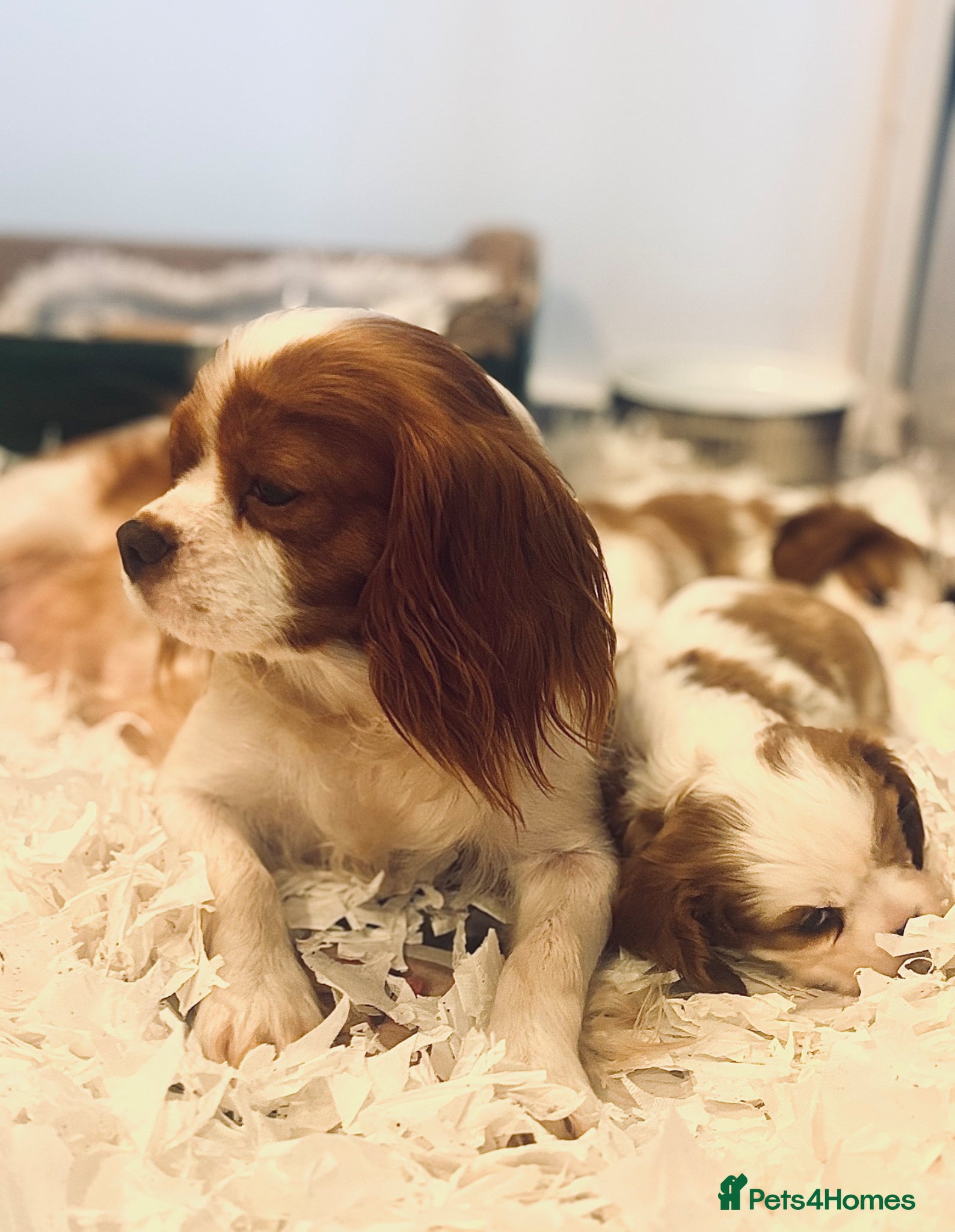 Cavalier King Charles Spaniel dogs 🐾Extensively health tested KC reg Cavalier pups🐾 - Advert 1