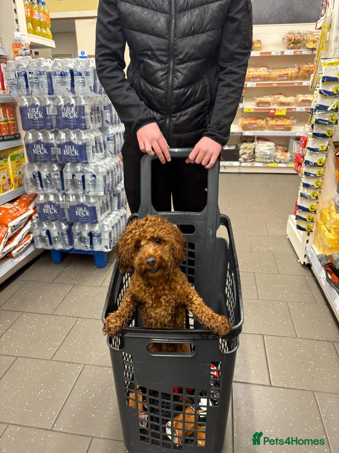 Cockapoo dogs for sale: Male toy cockapoo - Advert 4