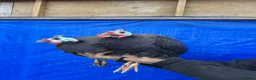 Guinea Fowl poultry for sale: Blue Guinea  for sale - Advert 2