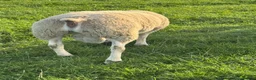 Sheep livestock for sale: Pure Texel Proven Tup for sale  - Advert 3