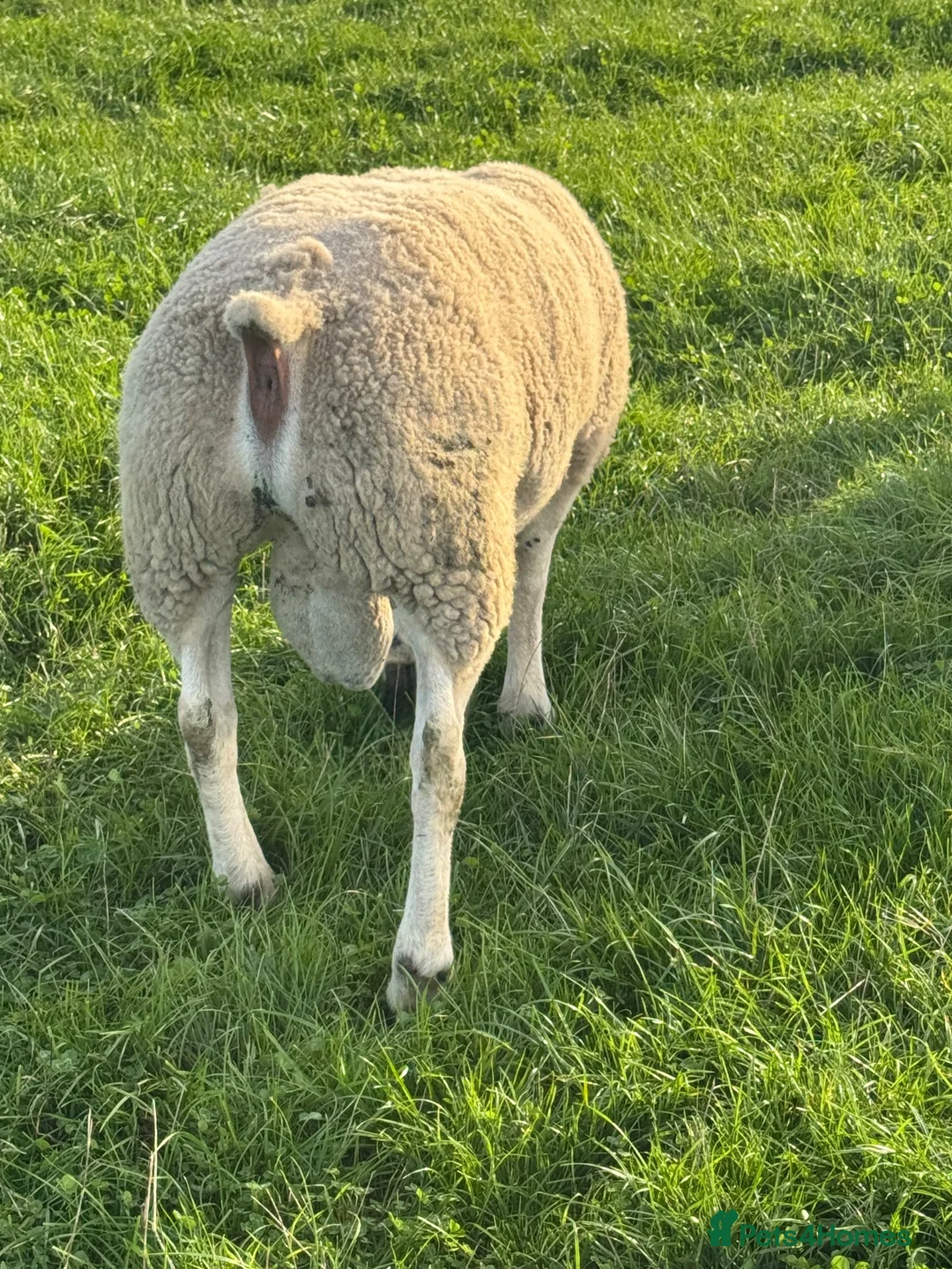 Sheep livestock for sale: Pure Texel Proven Tup for sale  - Advert 3
