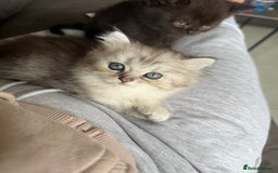 British Shorthair cats for sale: Beautiful rare litter of shorthair kittens - Image 4