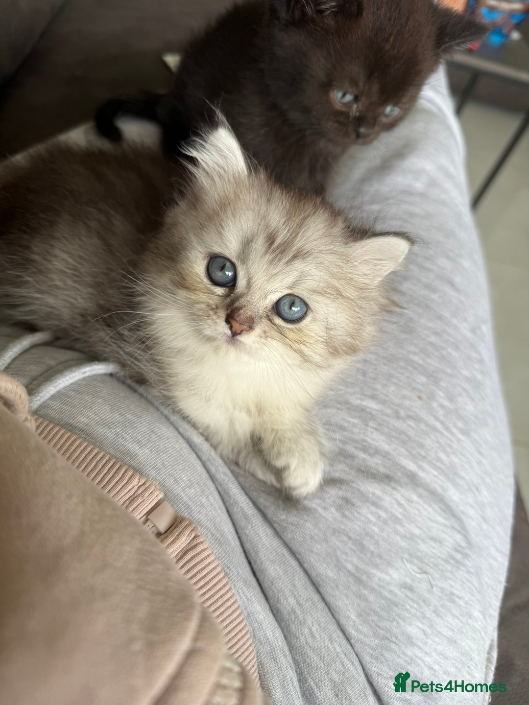 British Shorthair cats for sale: Beautiful rare litter of shorthair kittens - Image 4