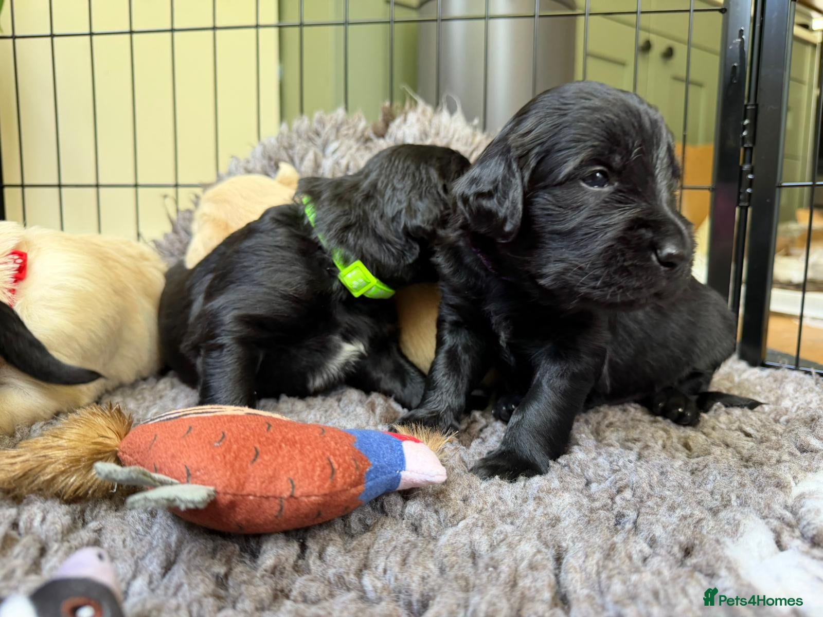 Mixed Breed dogs (3 reserved) Golden Retriever x Collie Pups - Advert 2