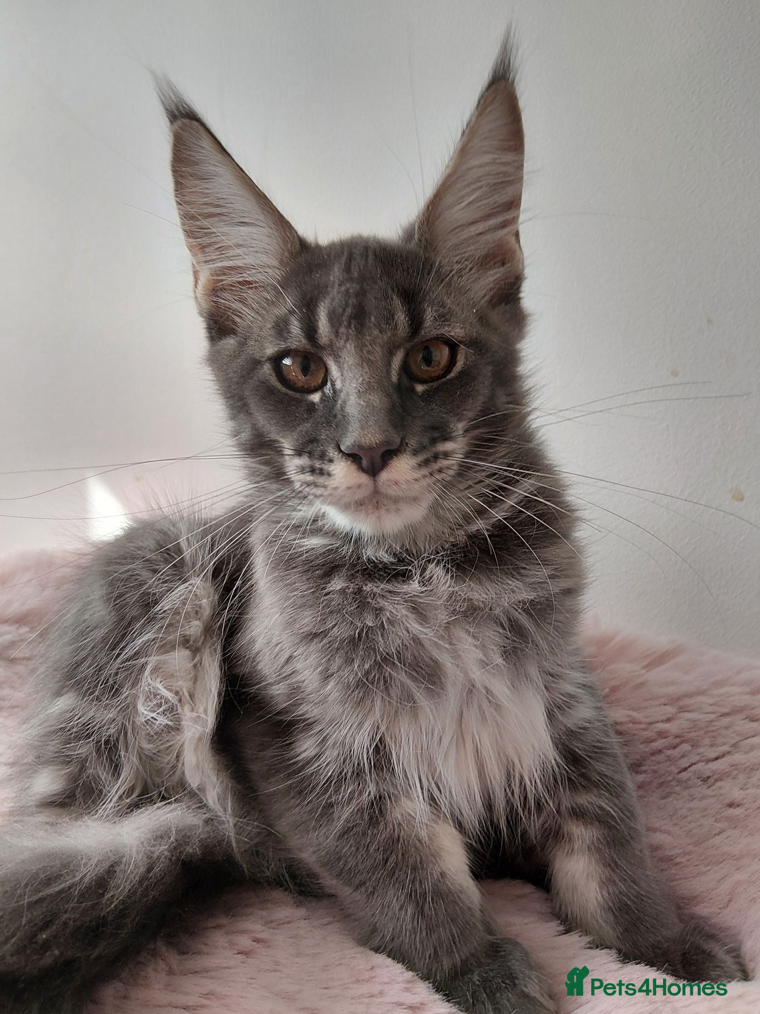 Maine Coon cats READY FOR COLLECTION  TICA registered kittens - Advert 10