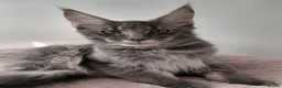 Maine Coon cats for sale: READY FOR COLLECTION  TICA registered kittens - Advert 19