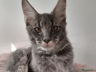 Maine Coon cats READY FOR COLLECTION TICA registered kittens - Advert 10
