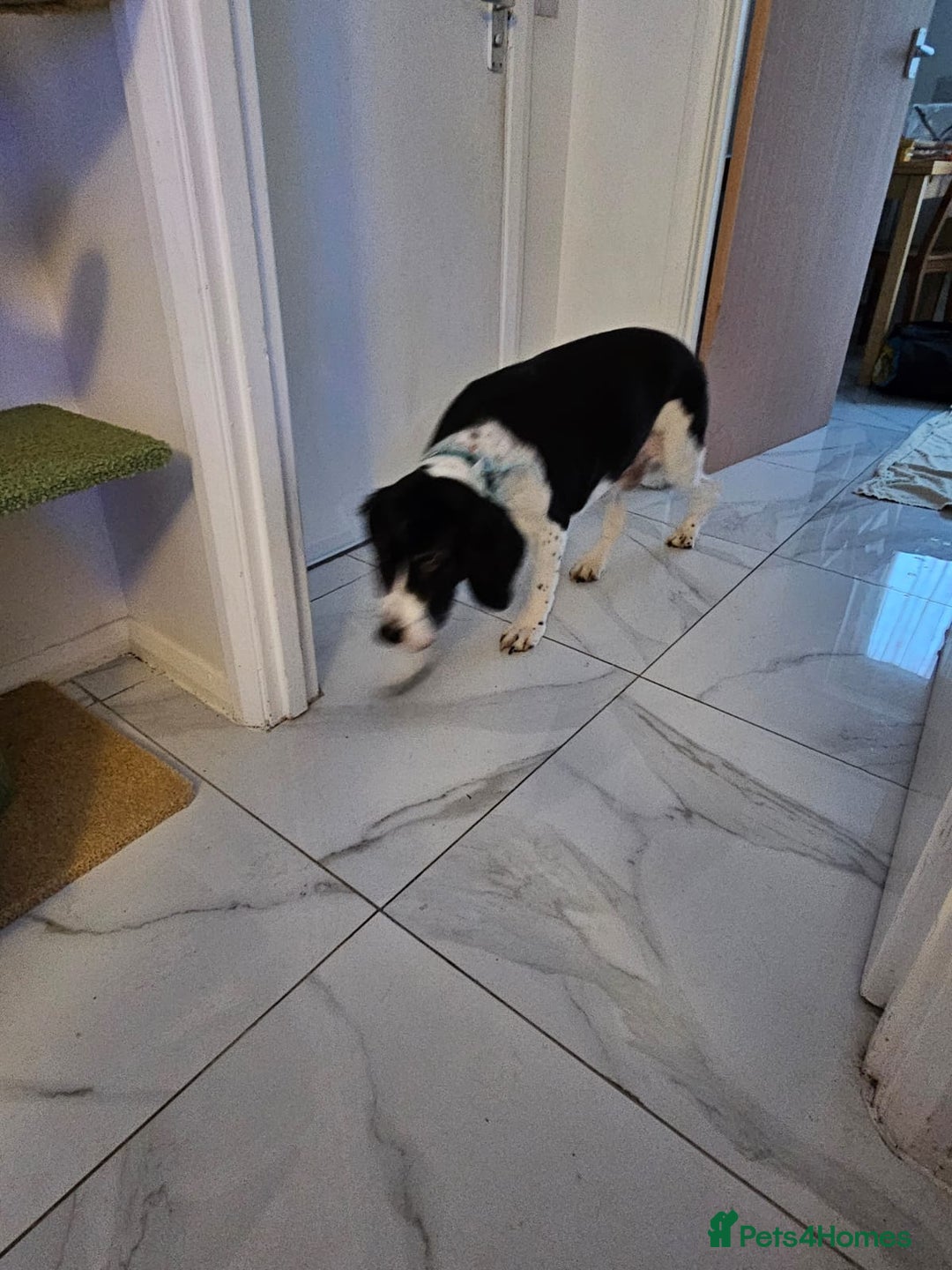 Mixed Breed dogs for adoption: 💙JAKE💙-A GOLDEN BOY WHO DESERVES PEACE, NOT LOSS - Advert 4