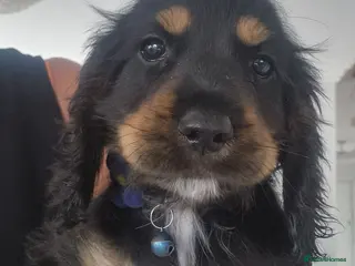 Cocker Spaniel dogs Cocker spaniel pups - Advert 6