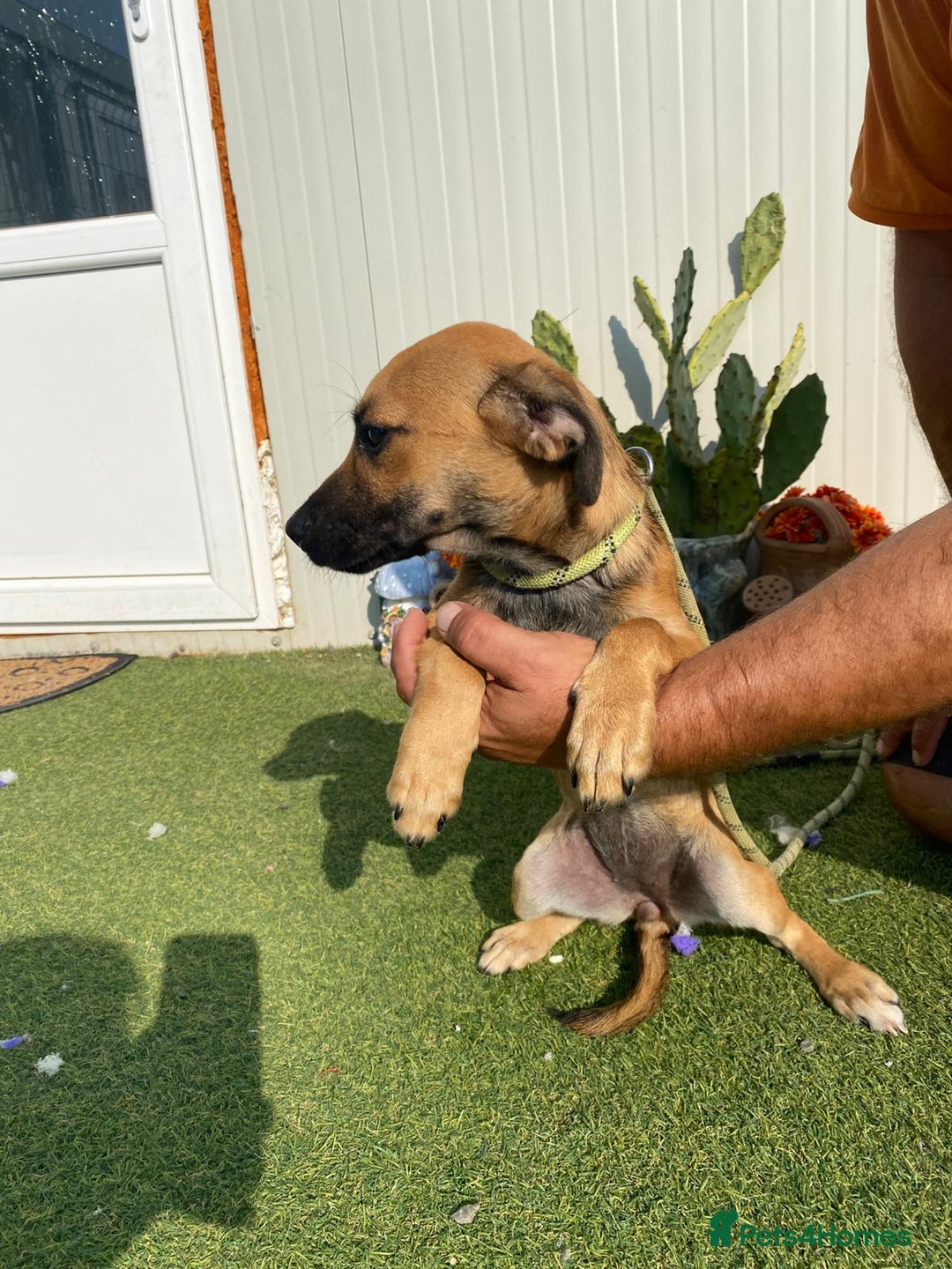 Mixed Breed dogs for adoption: Meet COOKIE, a Lovely Puppy Girl for a Loving Home - Image 31