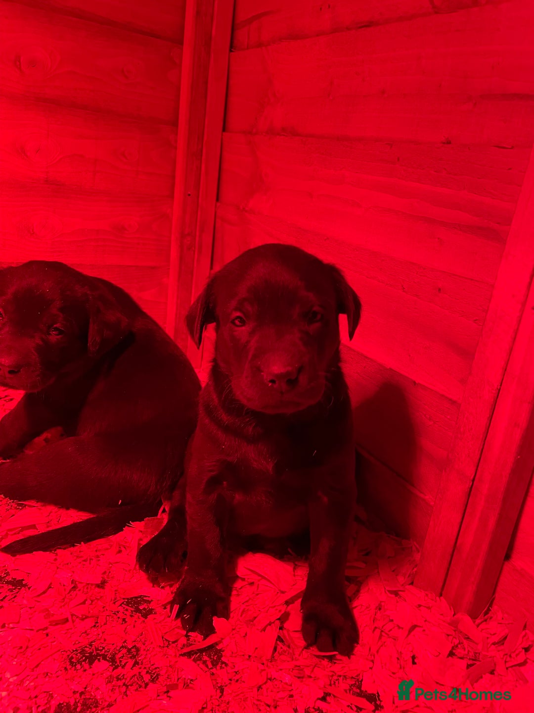 Labrador Retriever dogs for sale: Big Bold Lab Pups - Health Tested Parents  - Advert 7