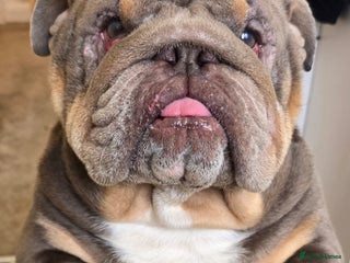 English Bulldog dogs - Advert 7