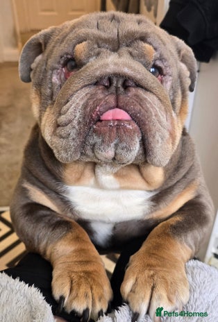 English Bulldog dogs - Advert 1