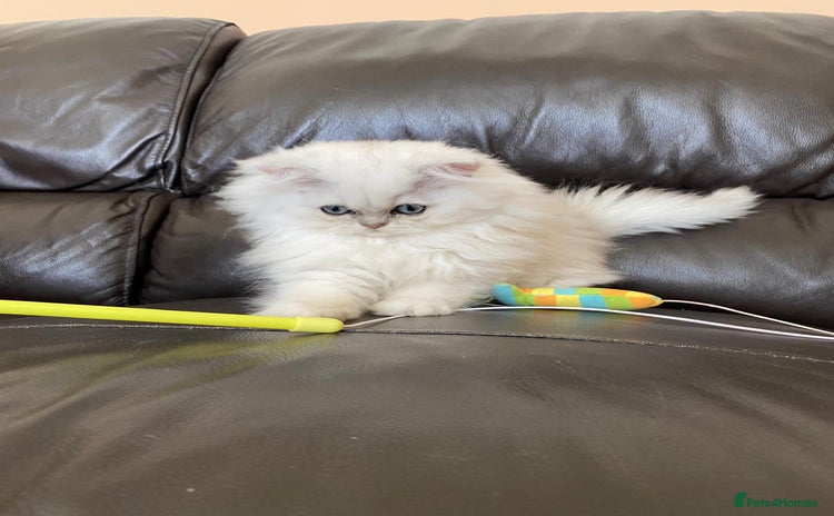 Persian cats - Advert 2