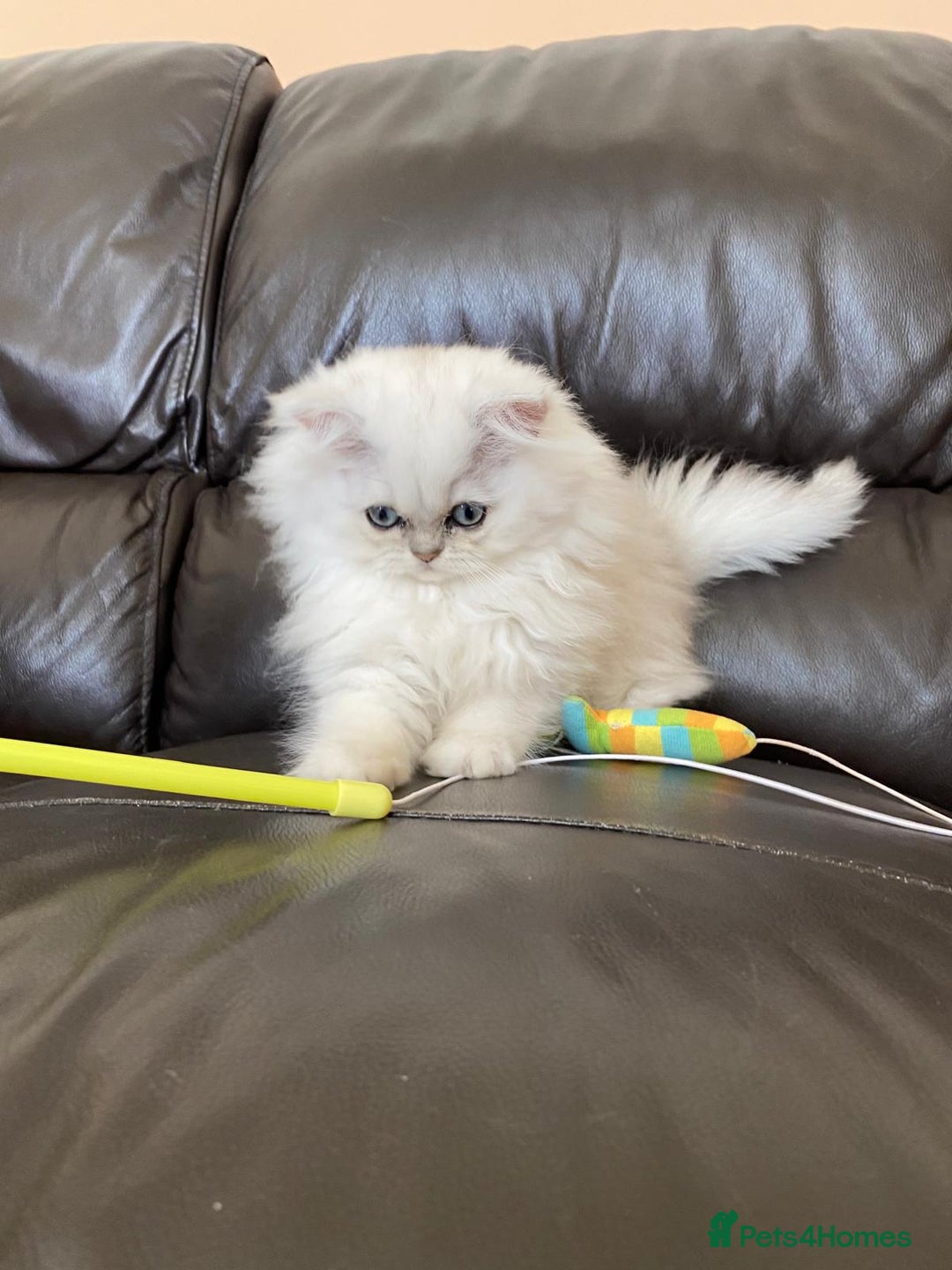Persian cats for sale: Female persian chinchilla ready to leave - Image 1