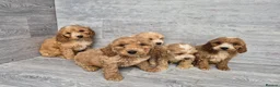 Cockapoo dogs for sale: Stunning red F1 cockapoo boys and girls READY NOW - Advert 11