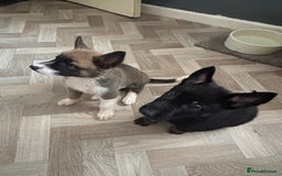 German Shepherd dogs for sale: Czech Shepherd x Akita PUPPIES!!  - Image 6