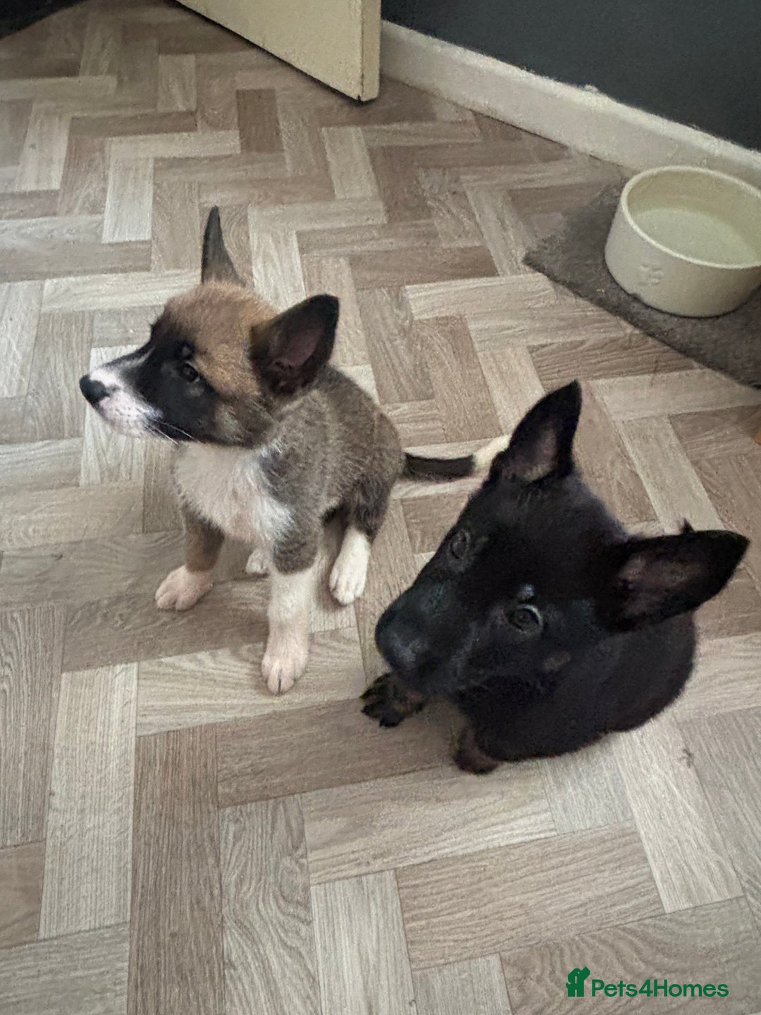 German Shepherd dogs for sale: Czech Shepherd x Akita PUPPIES!!  - Image 6