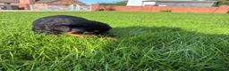 Rottweiler dogs for sale: 🏆🐾 5STAR BREEDERS🐾🏆KC REG girl and boys 💖💙 - Advert 17