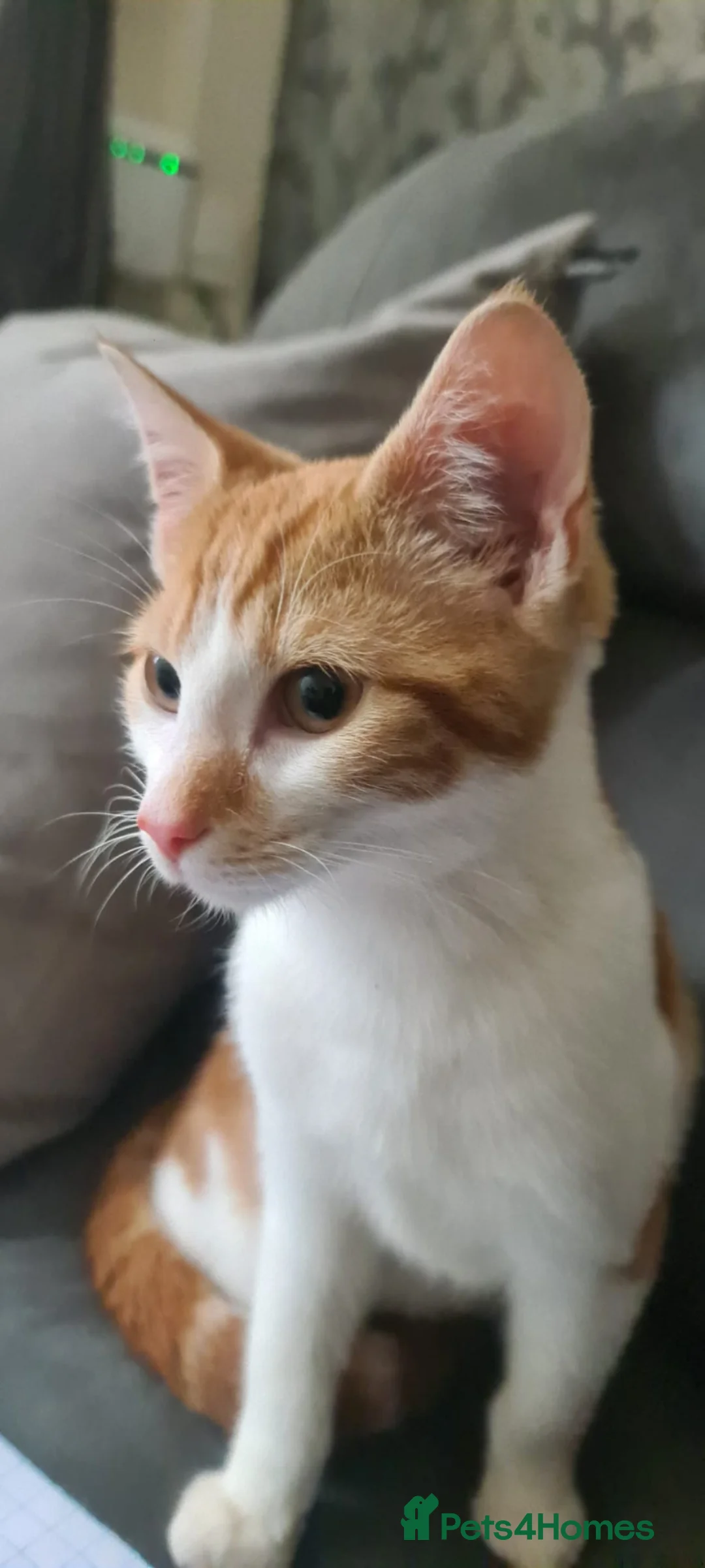 Domestic Shorthair cats for sale: Ginger and white tabby for sale in Birmingham - Advert 2
