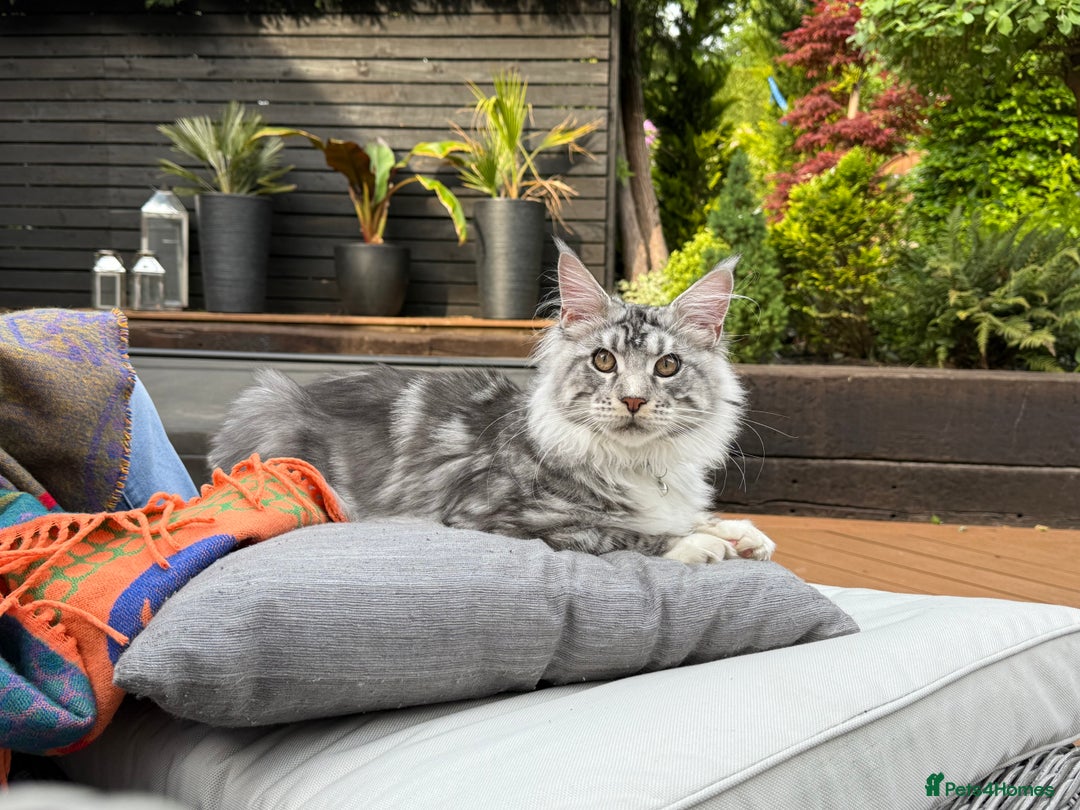 Maine Coon cats for sale: Stunning 9-Month-Old Maine Coon Boy - Image 4