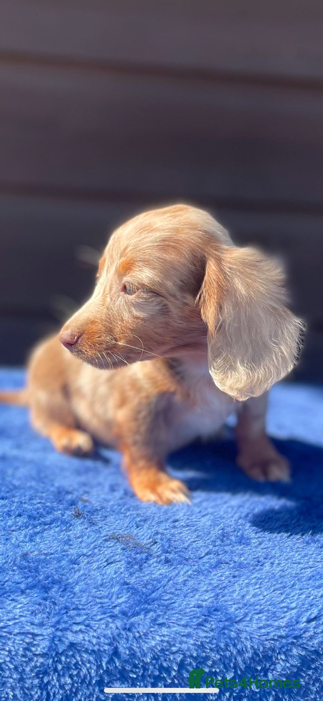 Miniature Dachshund dogs for sale: Long haired miniature Dashshund puppies  - Image 35