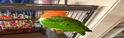 Parrots birds for sale: Yellow-Sided Caique – Cage, Toys & Food Included in Middlesbrough - Advert 5