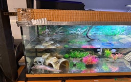 Axolotl reptiles for sale: 3 year old Axolotl with FULL SET UP  - Image 6