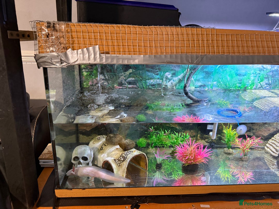 Axolotl reptiles for sale: 3 year old Axolotl with FULL SET UP  - Image 6