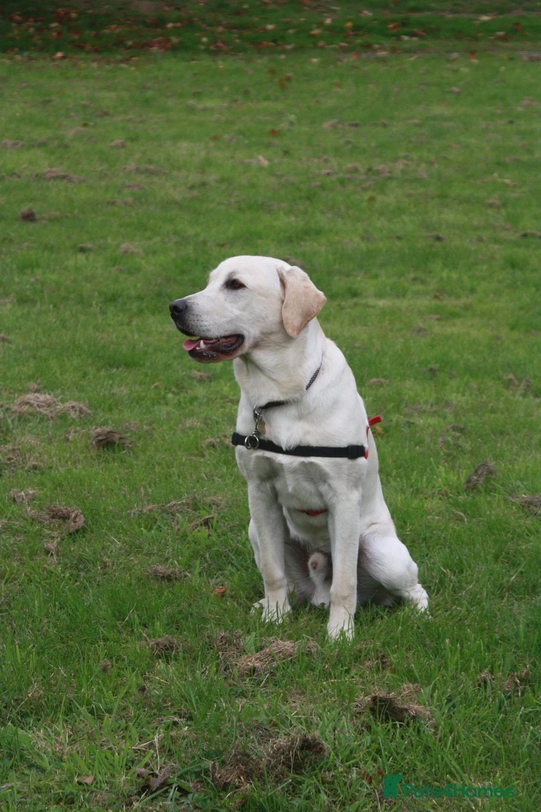 Labrador Retriever dogs for stud: Purple Genie (Duke)  Well proven stud in West Bromwich - Advert 7