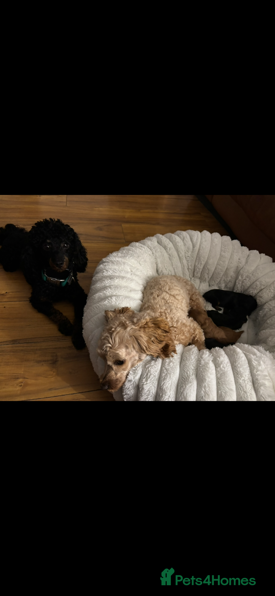 Cavapoochon dogs F1B Cavapoochon - Advert 6