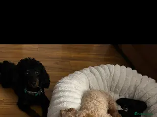 Cavapoochon dogs F1B Cavapoochon - Advert 6