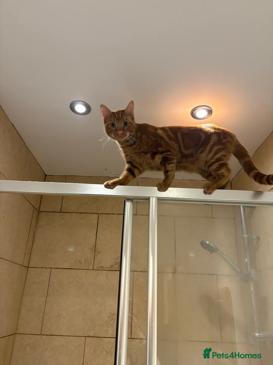 British Shorthair cats for sale: Ginger cat free to good home - Advert 4