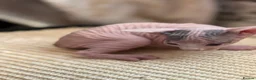 Sphynx cats for sale: sphynx kittens for sale - Advert 34