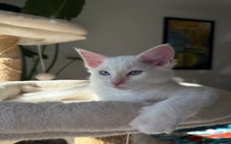 Ragdoll cats for sale: Pedigree Point Ragdoll kittens  - Image 5