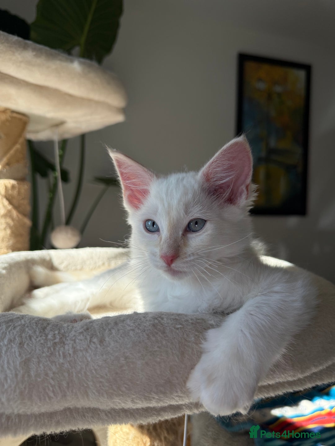 Ragdoll cats for sale: Pedigree Point Ragdoll kittens  - Image 5