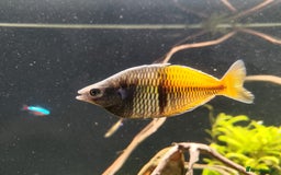 Rainbow Fish fish for sale: 3x Boesemani Rainbowfish Tropical Aquarium Fish - Image 2