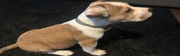 Mixed Breed dogs for sale: Staff x bulldog  - Advert 15