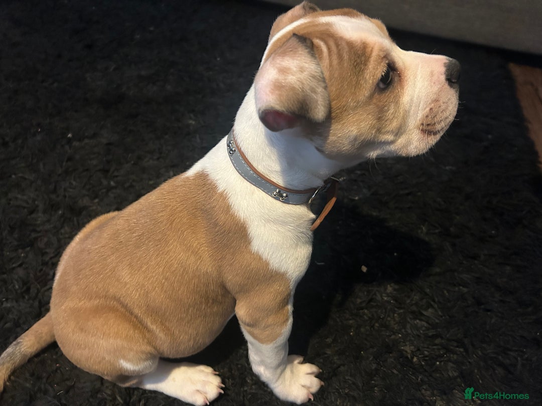 Mixed Breed dogs for sale: Staff x bulldog  - Advert 15