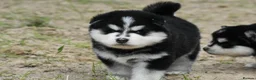Pomsky dogs for sale: Genuine Pomsky puppies from health tested parents - Advert 20